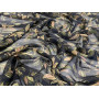 Night Garden Crumpled Polyester Veil-M-02159