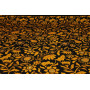 Contraste jaune et noir - Popeline de Coton Bio - M-03218